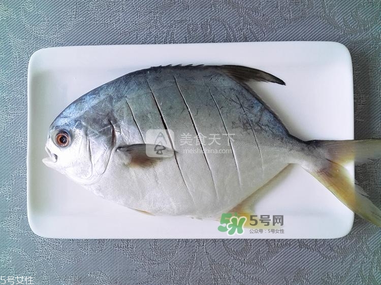 金鯧魚的營養(yǎng)價值 金鯧魚的功效作用 金鯧魚的營養(yǎng)價值 金鯧魚的功效作用