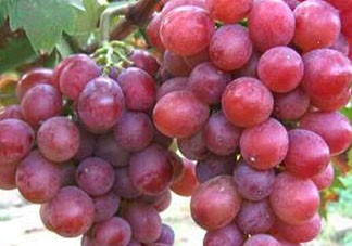 心形葡萄什么品種？心形葡萄怎么種？