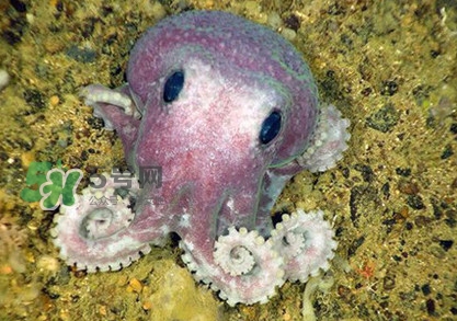 章魚是墨魚嗎？章魚有哪些特性