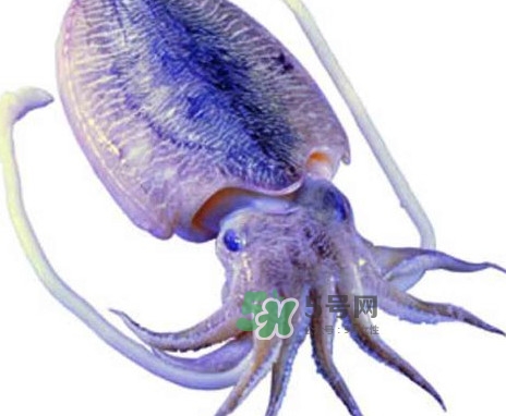 魷魚是墨魚嗎？魷魚和墨魚的區(qū)別