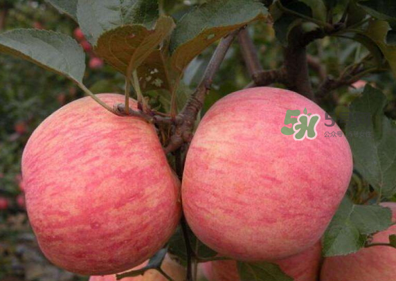 紅富士蘋果是哪里的？最好吃的蘋果排名