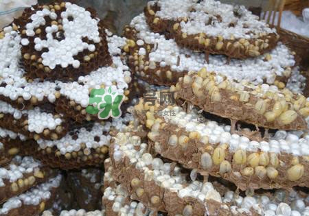 蜂蛹多少錢一公斤 蜂蛹怎么吃最有營養(yǎng)