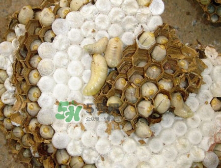 蜂蛹孕婦可以吃嗎？孕婦吃蜂蛹過(guò)敏怎么辦？