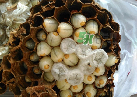 吃蜂蛹過(guò)敏了怎么辦？蜂蛹過(guò)敏的癥狀