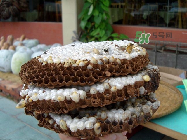 蜂蛹可以生吃嗎？蜂蛹的營養(yǎng)價(jià)值