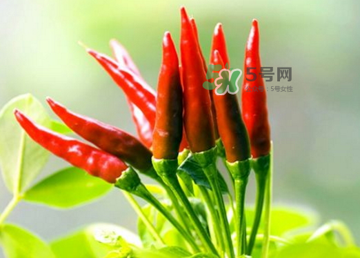 菜市場(chǎng)什么辣椒最辣？辣椒最辣的部分