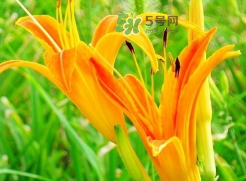 新鮮黃花菜怎么處理？干黃花菜怎么處理