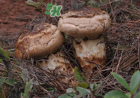 孕婦可以吃松茸嗎？松茸孕婦能吃嗎