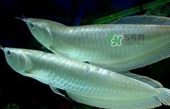 錦鯉有什么寓意？錦鯉代表什么意思