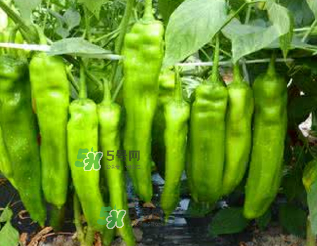 辣椒怎么炒不辣？辣椒怎么腌制好吃？