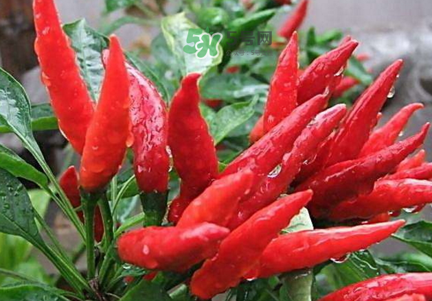 辣椒怎么炒不辣？辣椒怎么腌制好吃？