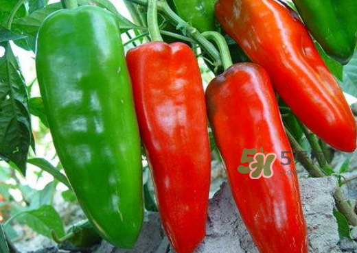 菜市場(chǎng)什么辣椒最辣？辣椒最辣的部分