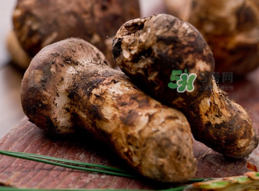 松茸可以人工種植嗎？松茸能人工種植嗎