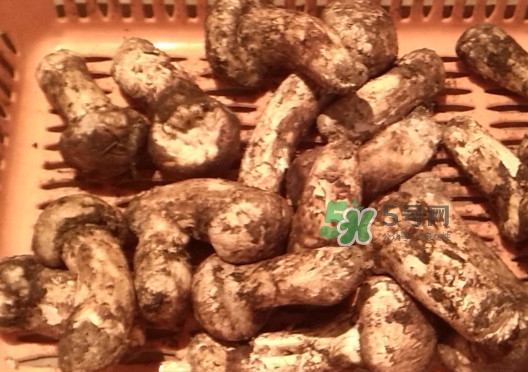 松茸可以泡酒嗎？松茸能泡酒嗎