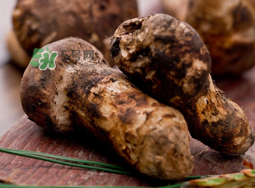 松茸是哪里的特產(chǎn)？松茸是不是越大越好