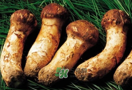 松茸是酸性還是堿性？松茸怎么做好吃