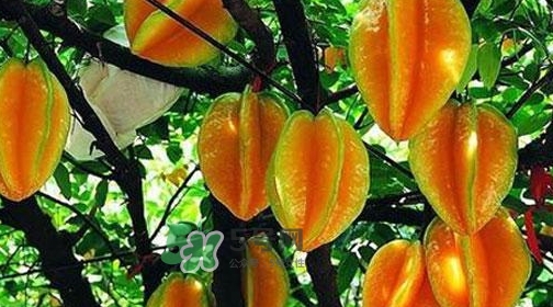 楊桃熱量高嗎？楊桃減肥嗎？