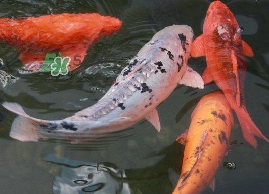 錦鯉有什么寓意？錦鯉代表什么意思