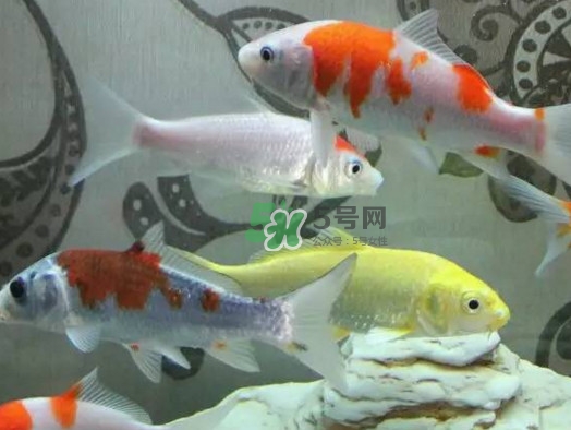 錦鯉有什么寓意？錦鯉代表什么意思