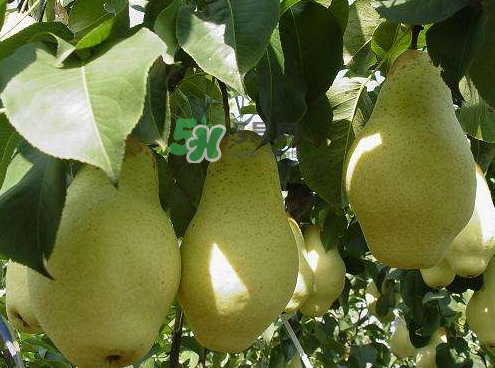 五九香梨怎么吃？五九香梨有什么功效？