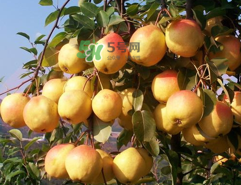 五九香梨怎么吃？五九香梨有什么功效？