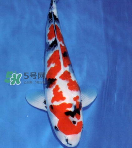 錦鯉多少錢一條？錦鯉怎么養(yǎng)不容易死