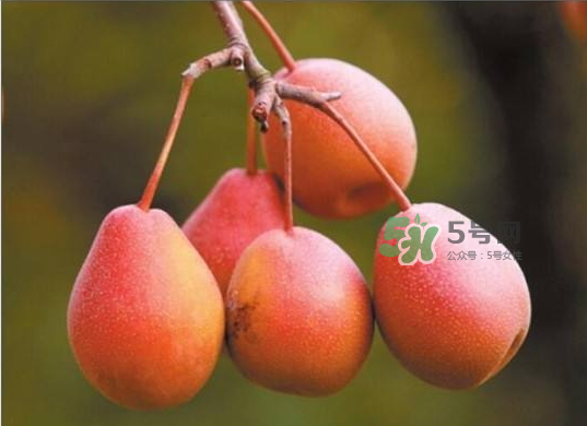 葫蘆梨怎么軟的快？葫蘆梨幾月份成熟？