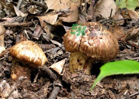 孕婦可以吃松茸嗎？松茸孕婦能吃嗎
