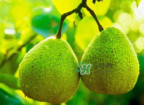 萊陽梨什么時候成熟？萊陽梨多少錢一斤？