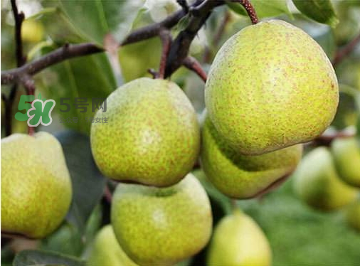 萊陽梨什么時候成熟？萊陽梨多少錢一斤？