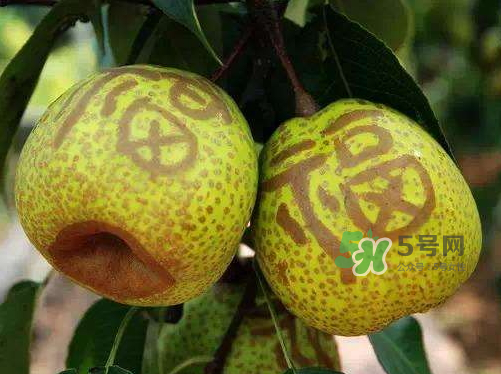 萊陽梨什么時候成熟？萊陽梨多少錢一斤？