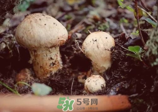 產(chǎn)婦能吃松茸嗎？哺乳期可以吃松茸嗎