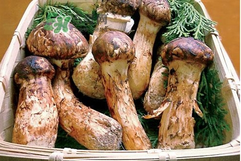 松茸新鮮好還是干貨好？松露和松茸的區(qū)別