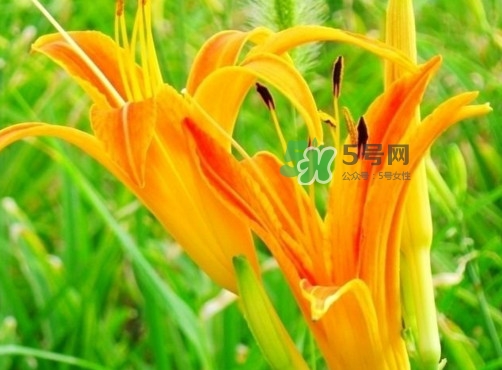 黃花菜是下奶的嗎？黃花菜是發(fā)奶的嗎