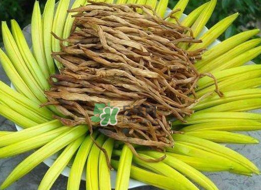 黃花菜是忘憂草嗎？黃花菜是不是金針菜