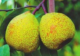 萊陽梨什么時候成熟？萊陽梨多少錢一斤？