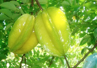 坐月子可以吃楊桃嗎？坐月子可以吃什么水果？