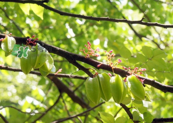 坐月子可以吃楊桃嗎？坐月子可以吃什么水果？