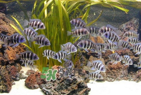 錦鯉有什么寓意？錦鯉代表什么意思