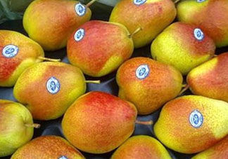 香蕉梨怎么熟的快？香蕉梨怎么變軟？