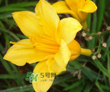 黃花菜是下奶的嗎？黃花菜是發(fā)奶的嗎