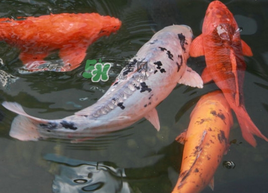 錦鯉多少錢一條？錦鯉怎么養(yǎng)不容易死