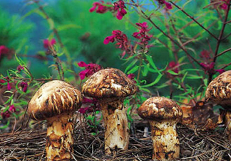 新鮮松茸可以帶上飛機(jī)嗎？干松茸可以帶上飛機(jī)嗎