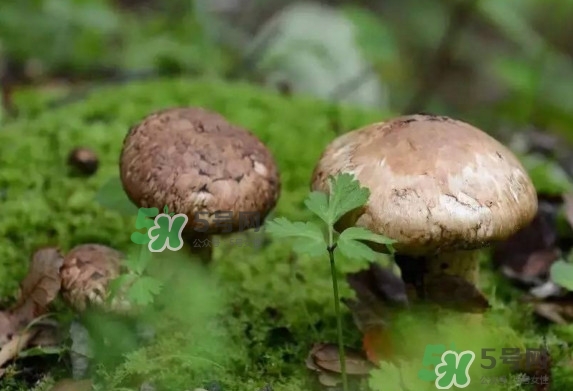 新鮮松茸用水焯嗎？新鮮松茸洗時用水浸泡嗎