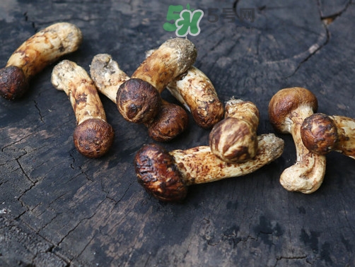 松茸可以泡酒嗎？松茸能泡酒嗎