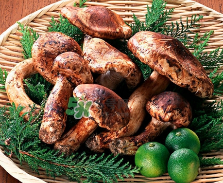 松茸是什么東西？松茸是蘑菇嗎