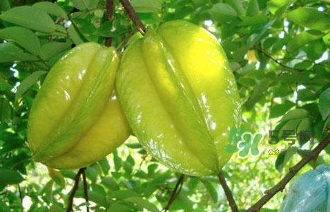 楊桃熱量高嗎？楊桃減肥嗎？