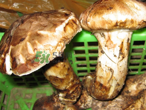 孕婦可以吃松茸嗎？松茸孕婦能吃嗎