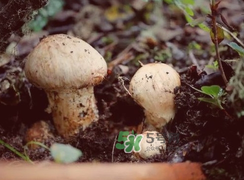 松茸是哪里的特產(chǎn)？松茸是不是越大越好