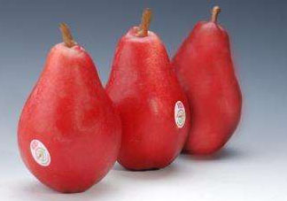 紅啤梨可以放冰箱嗎？紅啤梨怎么保存？